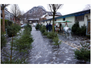 baumverkauf_2021_51.JPG