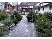 baumverkauf_2021_62.JPG
