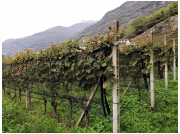 tessin_2022_45.jpg