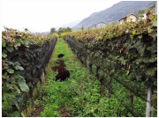 tessin_2022_46.jpg