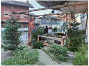 baumverkauf_23010.jpg