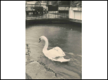 Hochwasser1970_07.jpg