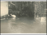 Hochwasser1970_09.jpg