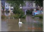 hochwasser 23 8 05  2. serie 020.jpg