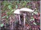 DSC00078.JPG