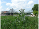dresden08 167.jpg