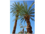 luxor0101.jpg