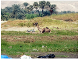 luxor0289.jpg