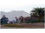luxor0474.jpg