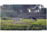 luxor0477.jpg