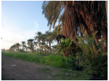luxor0484.jpg