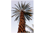 luxor0485.jpg