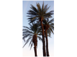 luxor0488.jpg