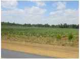 afrika07386.jpg