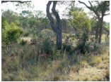 afrika07457.jpg