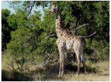 afrika07459.jpg