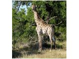 afrika07461.jpg