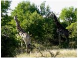 afrika07464.jpg