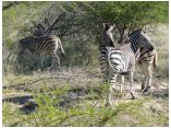 afrika07469.jpg