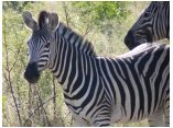 afrika07471.jpg