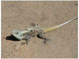 afrika07480.jpg