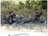 afrika07484.jpg