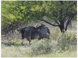 afrika07485.jpg