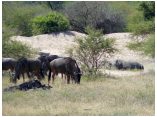 afrika07487.jpg