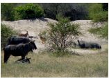 afrika07488.jpg
