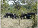 afrika07492.jpg