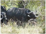 afrika07495.jpg