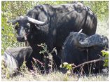 afrika07497.jpg