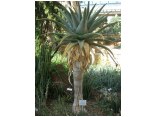 afrika07658aloe pilansil.jpg