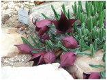 afrika07658huernia zebrina.jpg