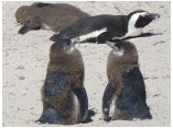 afrika07680.jpg