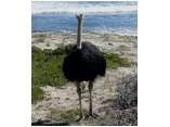 afrika07723.jpg