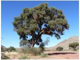 afrika07046.jpg