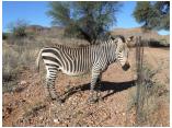 afrika07047.jpg