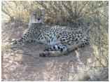 afrika07050.jpg