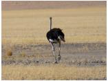 afrika07079.jpg