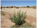 afrika07093b.jpg
