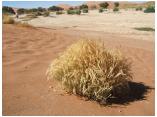 afrika07093c.jpg