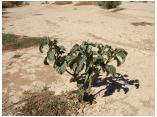 afrika07093d.jpg