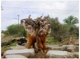 afrika07170.jpg