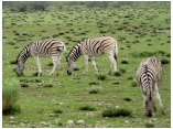 afrika07185.jpg