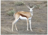 afrika07193.jpg