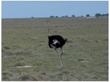 afrika07198.jpg