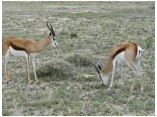 afrika07200.jpg