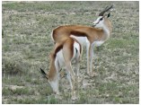 afrika07201.jpg