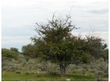 afrika07202.jpg